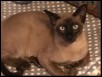 2017 Jan - Tonkyway Alzubra (Nero) aged 5 months